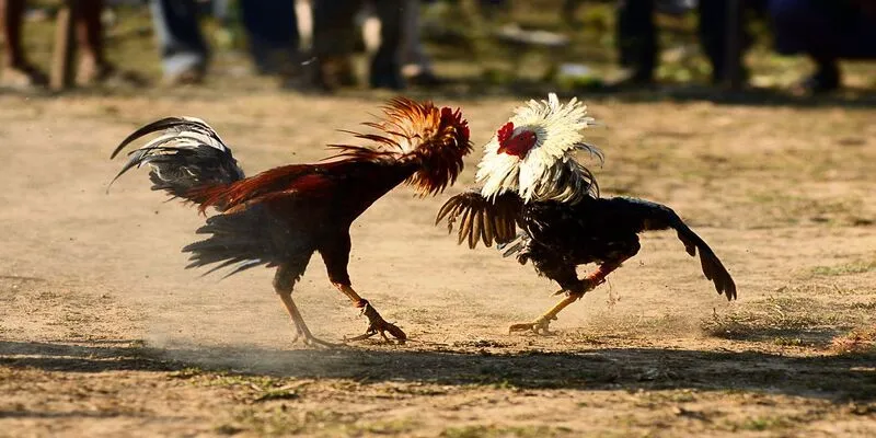3 loại hình đá gà