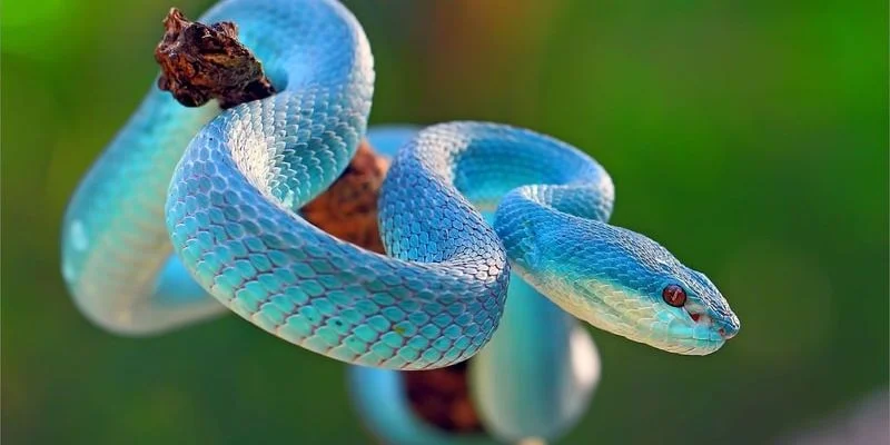 Giải mã những ý nghĩa về từng giấc mơ nhìn thấy rắn