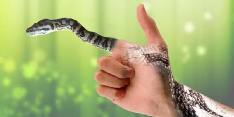 Giải thích sơ lược về ý nghĩa của giấc mơ thấy rắn